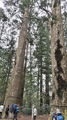 杉原神社境内には立派な大杉が何本もあります